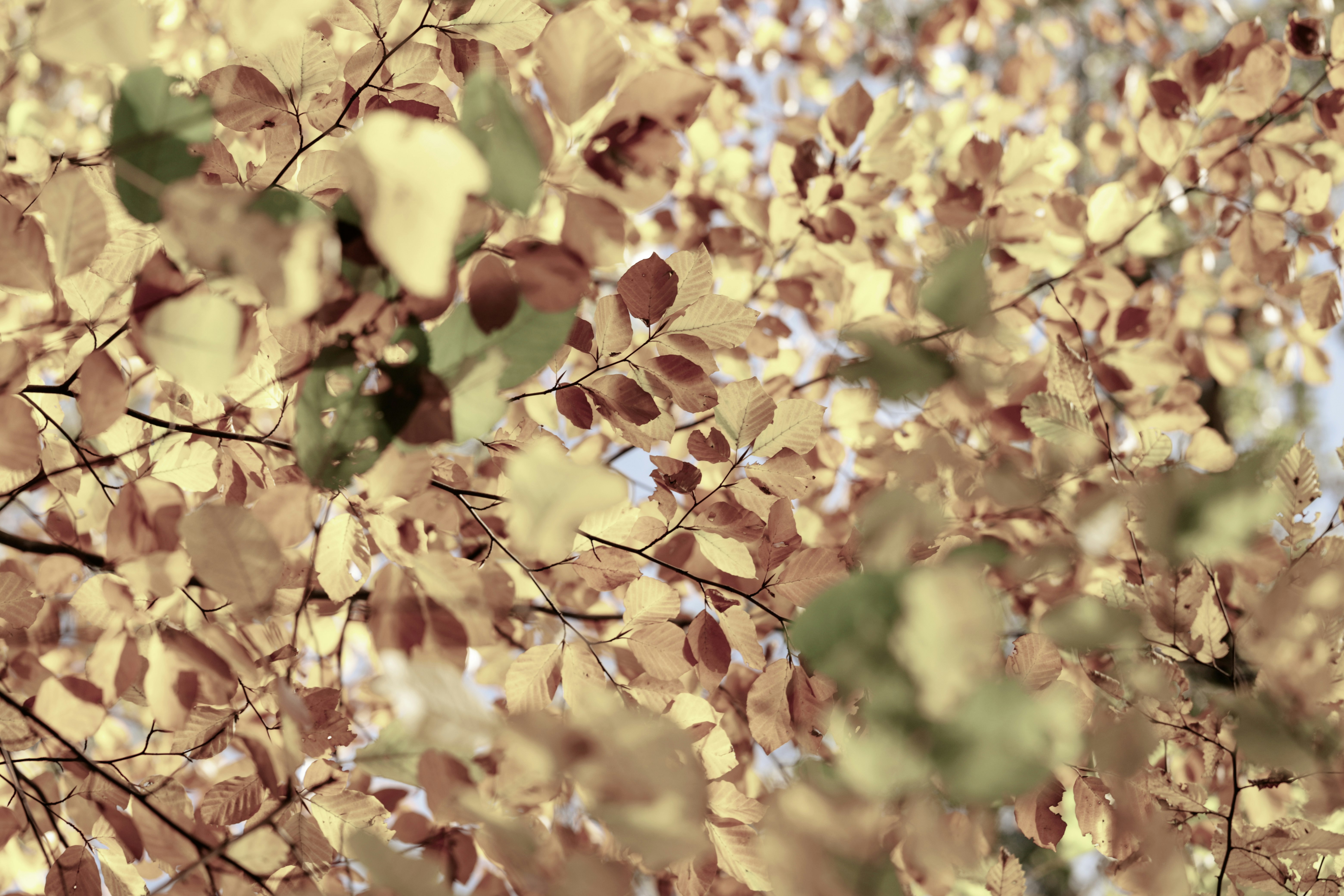 yellow and brown leaves on tree